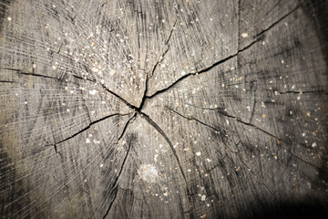 Wood texture of cut tree trunk, close-up; texture, background