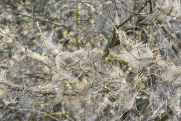 ermine moth web