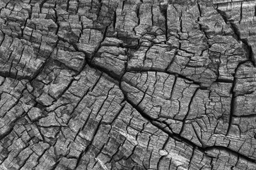 Texture of old wood covered with cracks.