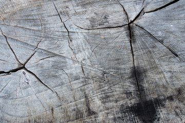Fototapeta premium Wood texture of cut tree trunk, close-up; texture, background