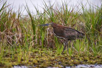 Socó-boi (Tigrisoma lineatum) | Rufescent Tiger-Heron photographed in Linhares, Espírito Santo - Southeast of Brazil. Atlantic Forest Biome.