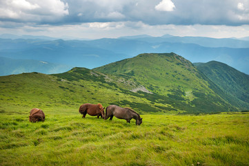 Grazing horses at high-land pasture at Carpathian Mountains. Herd of horses is grazed against mountains in the summer.