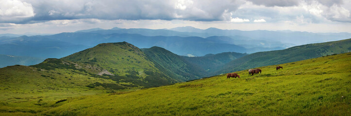 Fototapeta na wymiar Panoramic photo of grazing horses at high-land pasture at Carpathian Mountains. Herd of horses is grazed against mountains in the summer.