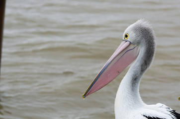 Fototapeta na wymiar Pelican head lhs