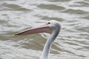 Pelican head
