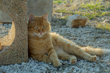 beautiful orange cat getting some sun heat relaxing