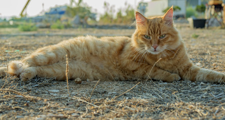 orange cat getting some sun heat