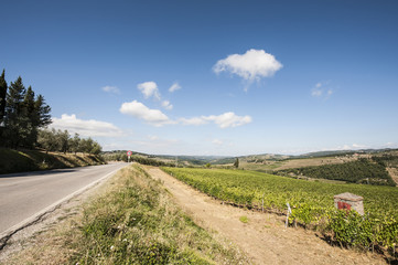 Fototapeta na wymiar Road between Vineyards