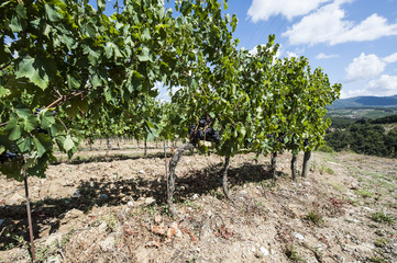 Fototapeta na wymiar Wine farm surrounded with vineyards