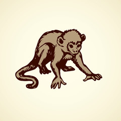 Obraz premium Chimpanzee. Vector illustration