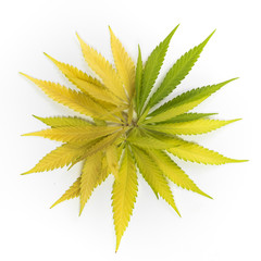 Circular composition of cannabis leaves in autumn