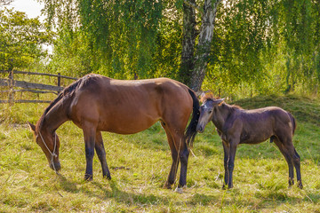 Obraz na płótnie Canvas the horse and foal