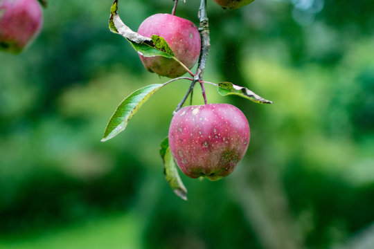 Rote Äpfel mit Flecken hängen bei Apfelernte im Regen am Baum - Red apples with spots hang on the tree during apple harvest in the rain