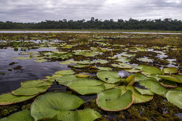 Lagoa do Macuco (paisagem) | Macuco Lagoon photographed in Linhares, Espírito Santo - Southeast of Brazil. Atlantic Forest Biome.