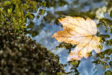 A fall colored maple leaf resting on a moss covered rock with water flowing around it