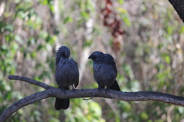 Sparrows 
