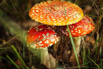 грибы мухоморы в лесу 