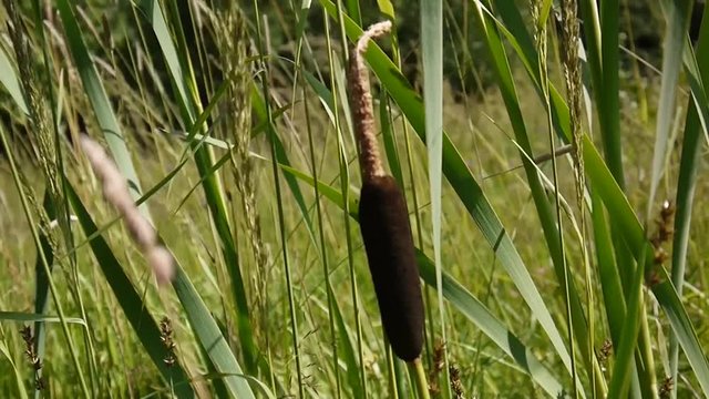 Typha latifolia, Common Bulrush, Broadleaf Cattail HD video footage