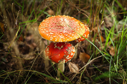 грибы мухоморы в лесу 