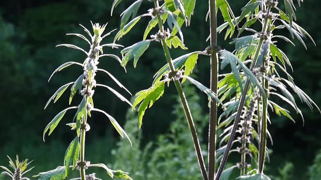 Leonurus cardiaca, motherwort, medical plant in the field. Throw-wort, lions ear, lions tail. Video HD static camera shooting.
