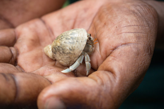 Tansania, Sansibar, Insel Pemba, Misali Island, Einsiedlerkrebs in Hand, Humback Crab