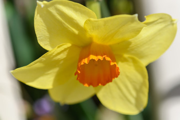 Obraz na płótnie Canvas Springtime - Daffodil