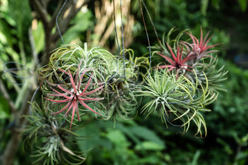 Tillandsia air plant in the nature.