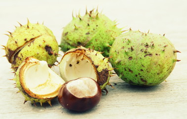 marron d'inde, et coque ,fruit d'automne