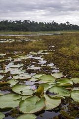 Ninféia-azul (Nymphaea caerulea) | Blue lotus photographed in Linhares, Espírito Santo - Southeast of Brazil. Atlantic Forest Biome.
