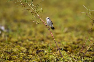 Freirinha (Arundinicola leucocephala) | White-headed Marsh Tyrant photographed in Linhares, Espírito Santo - Southeast of Brazil. Atlantic Forest Biome.