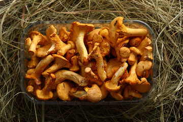 Edible wild chanterelle mushrooms