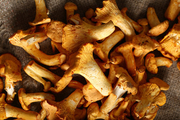 Edible wild mushrooms