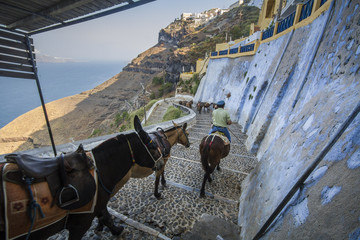 Donkeys on the steps leading down from Fira to Skala, Santorini