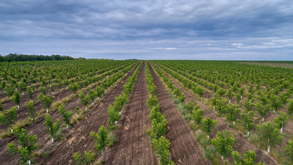 Fototapeta na wymiar fields with walnut trees