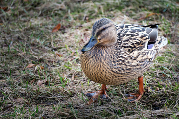 Duck running
 Big Duck with an emerald head with drops of water on feathers steps along the shore of the pond