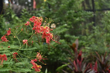 Butterfly Loving the Flowers