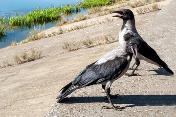 Two crows
Young birds on the city waterfront