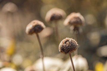 Dry, fallen flowers