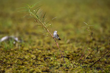 Freirinha (Arundinicola leucocephala) | White-headed Marsh Tyrant photographed in Linhares, Espírito Santo - Southeast of Brazil. Atlantic Forest Biome.