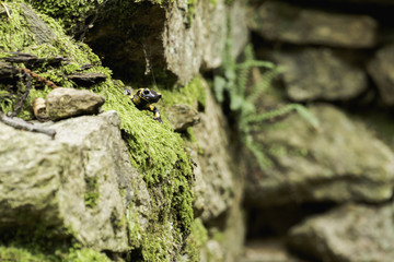 Salamandre tachetée dans des ruines
