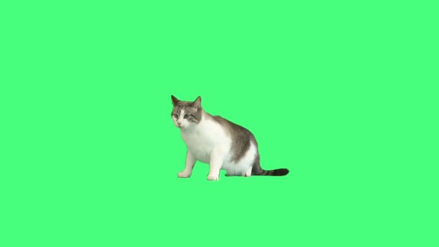 cat looking on  green screen