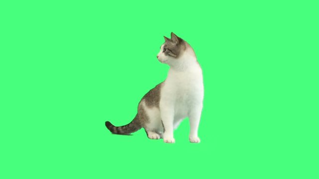 cat sits and looks at the green screen