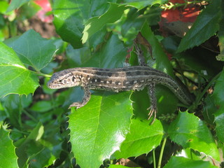 ящерица греется на солнце