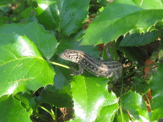 Серая ящерица