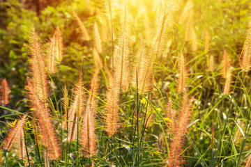 Flower grass in the summer.