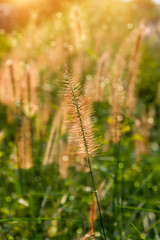 Flower grass in the summer.