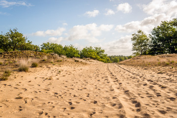 Fototapeta na wymiar Sand path through a Dutch national park with shifting-sand