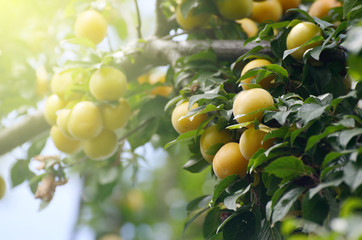 Delicious cherry-plum fruits on a branch in sunny summer day.