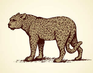 Leopard. Vector illustration © Marina