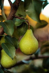 Pears on the tree. Selective focus.